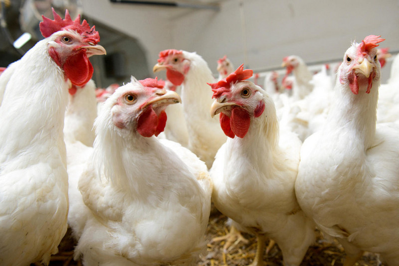 В Европарламенте указали на нарушение Украиной Соглашения об ассоциации при экспорте курятины