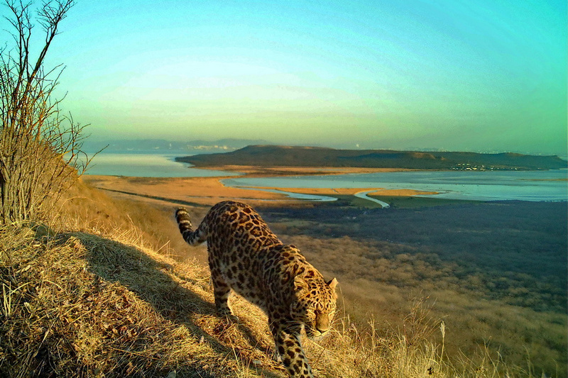 Во Владивостоке впервые заметили амурского тигра и дальневосточного леопарда