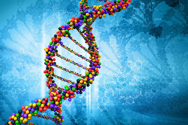 Ученые выяснили, что пятая часть генов человеку не нужна