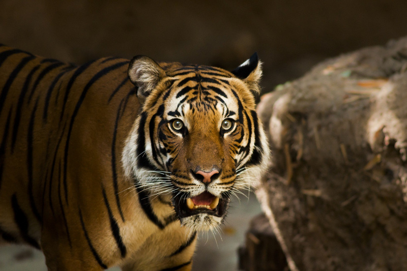 В Индонезии тигр оторвал голову работнику плантации