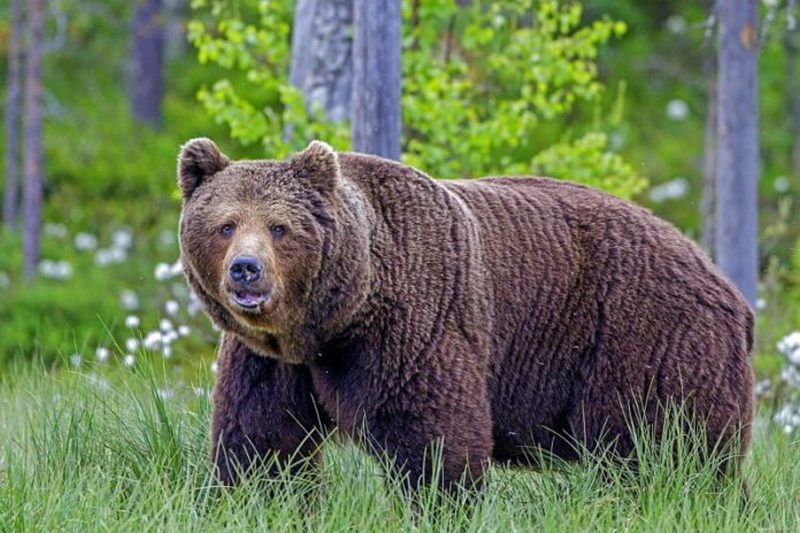 В России мужчина во время драки откусил язык медведю