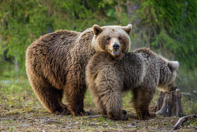 В Словении будут отстреливать медведей и волков