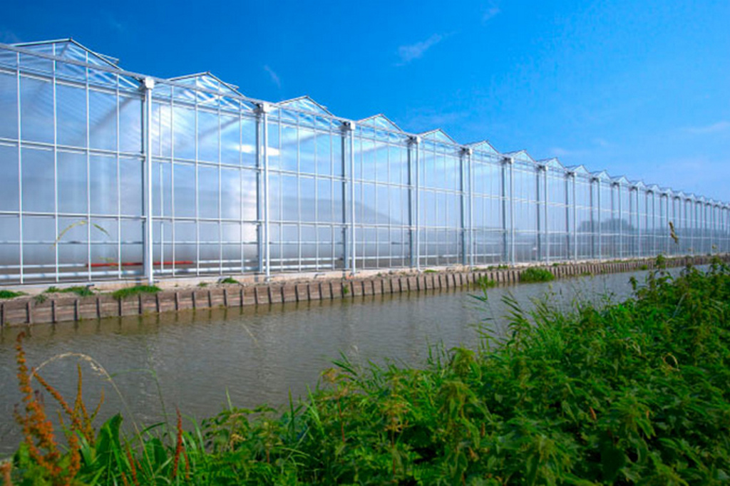 В Голландии землянику выращивают на автоматических платформах
