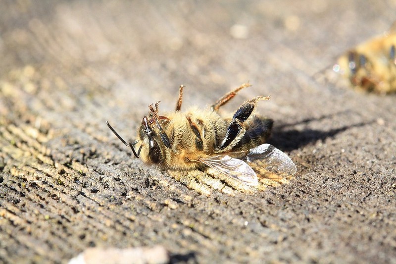 В белгородской лаборатории назвали возможную причину массовой гибели пчёл