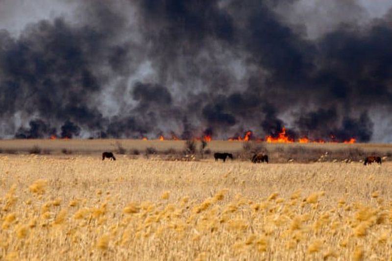 На Киевщине пожар уничтожил 23 га пшеничного поля