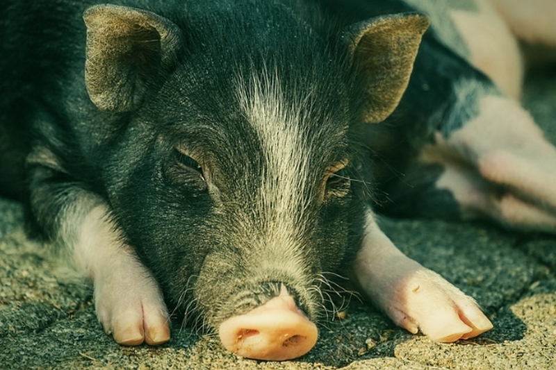 В Британии попытаются пересадить человеку почку генно-модифицированной свиньи