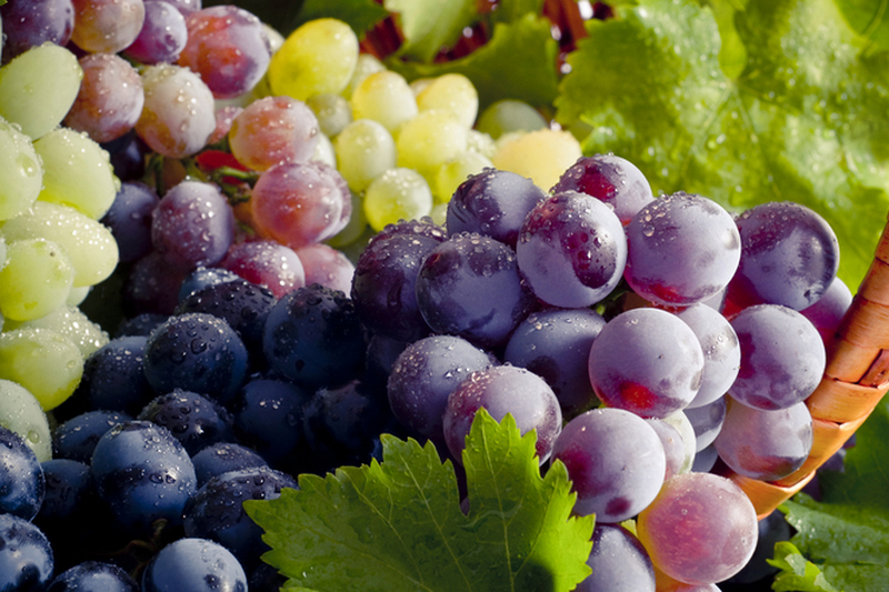 Польза и вред винограда – что нужно знать