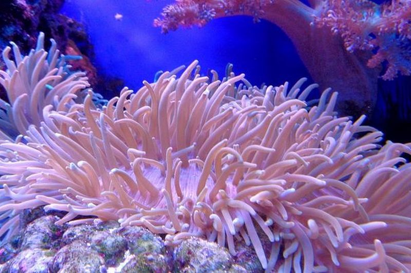 Коралловые рифы на грани исчезновения: все из-за глобального потепления