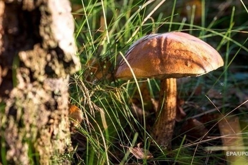 На Буковине четверо людей отравились грибами