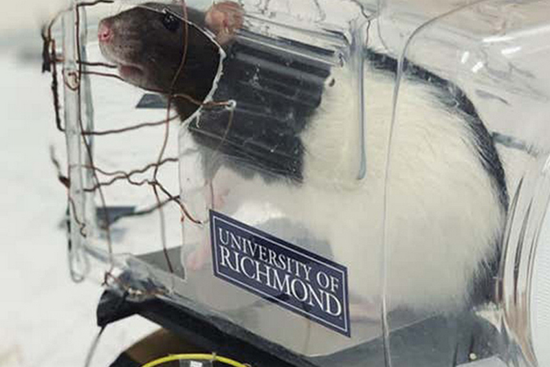 Ученые научили крыс водить маленькие автомобили