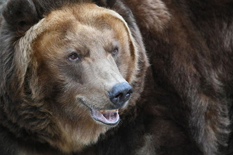 Пострадавший от нападения медведя житель Курил умер в больнице на Сахалине