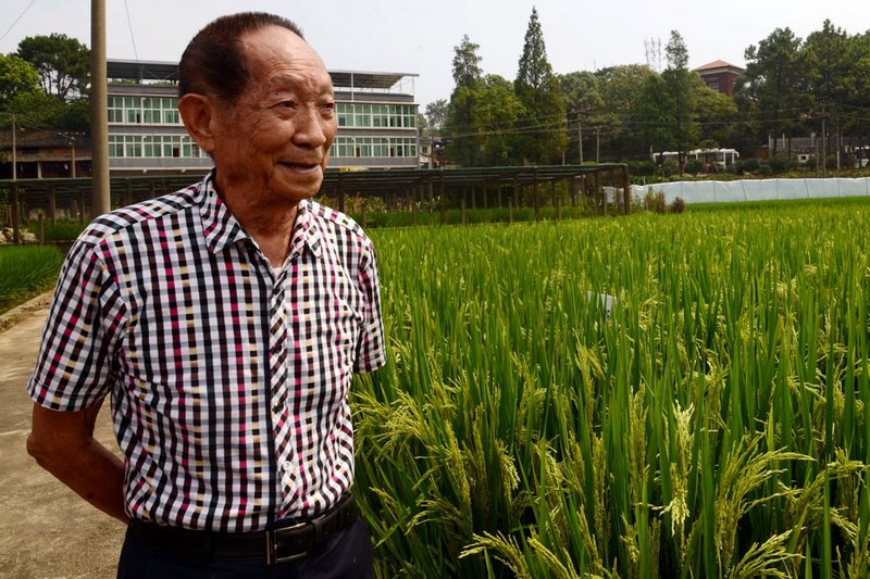 В Китае вывели новый высокоурожайный гибридный рис