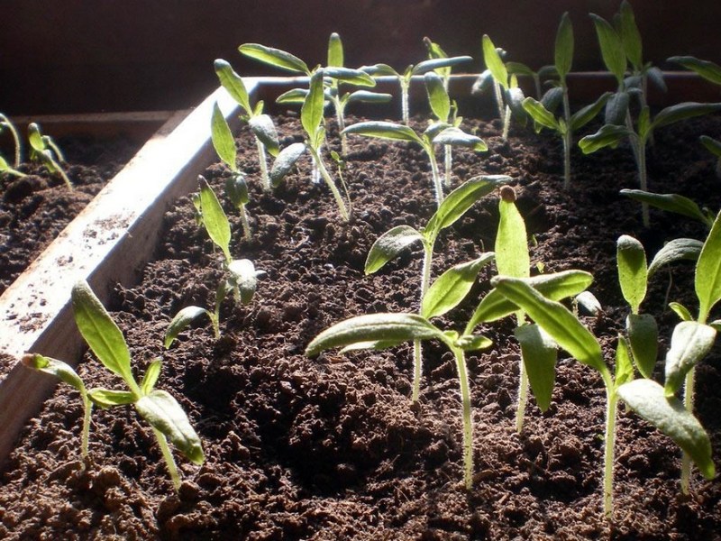 Аграрий: в конце марта наступает время для высевания рассады томатов и перца