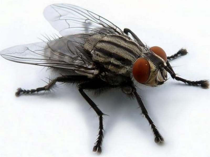 Ученые объяснили, как может маленькое насекомое убить человека