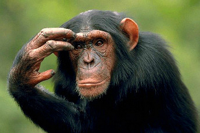 Ученые: Современные обезьяны по интеллекту обходят предков человека 5