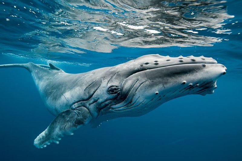 Горбатым китам больше не грозит вымирание