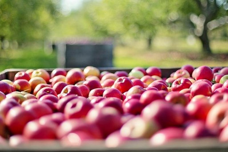 Украинским производителям разрешили экспортировать яблоки в Индию