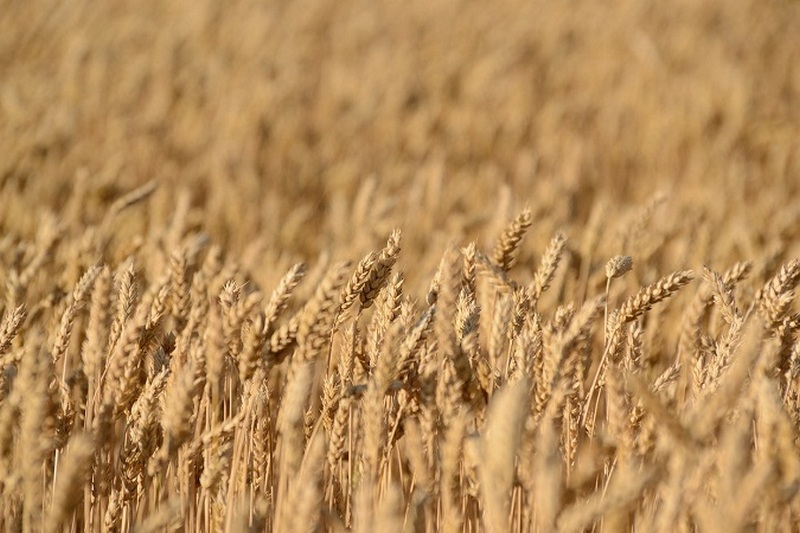 Производство зерновых увеличиться на 4% до 2022 года