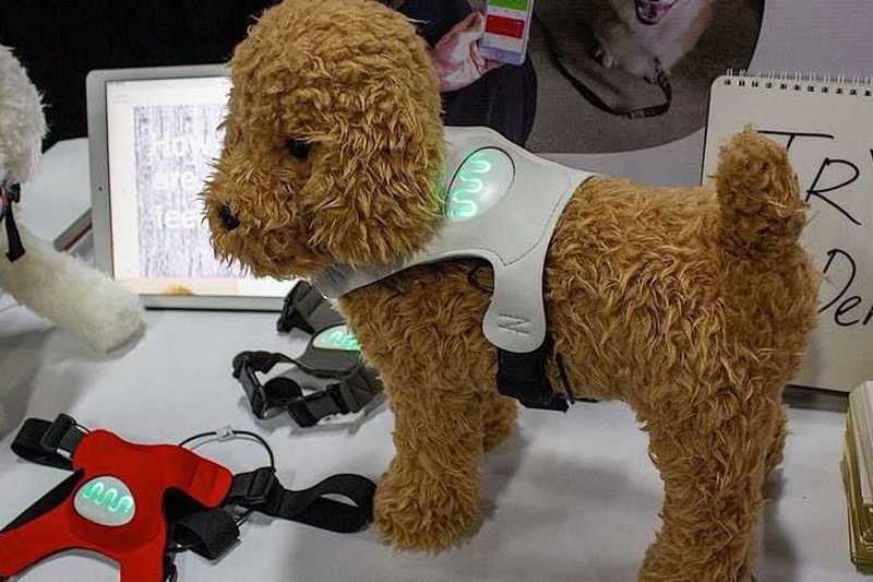 Японцы создали смарт-одежду для собак: датчики определяют эмоцию и показывают ее цветом