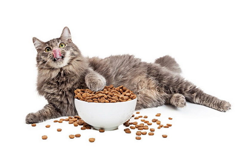 Сухой корм для кошек Royal Canin: особенности и преимущества