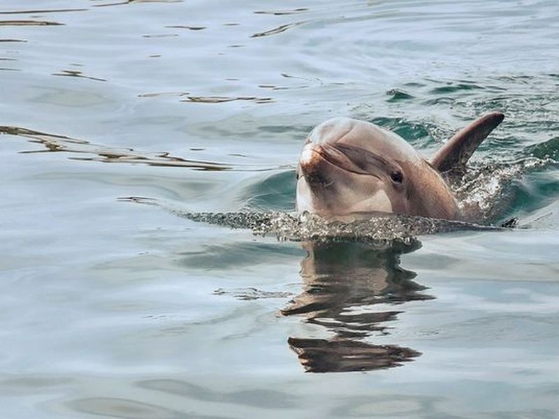 Беременность дельфинов: ученые опубликовали первые детальные снимки плода животного