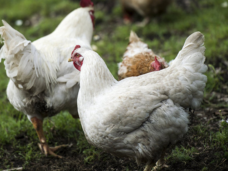 Украинцев попросили отказаться от курятины из-за вспышки опасной болезни
