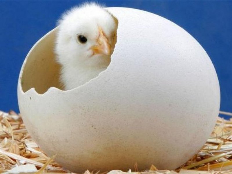 «Цыплёнок и яйцо»: Учёные разгадали одну из главных загадок