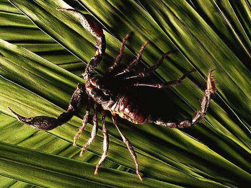 Скорпионы могут видеть телом в темноте