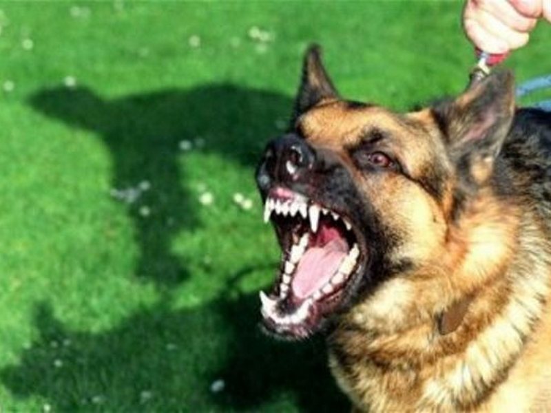 В Тернополе собака вцепилась в лицо девятилетнего ребенка