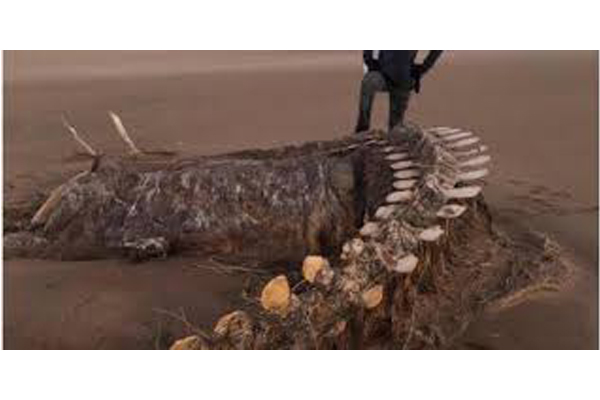 Ужас глубин. Шторм вынес на побережье Шотландии загадочный скелет