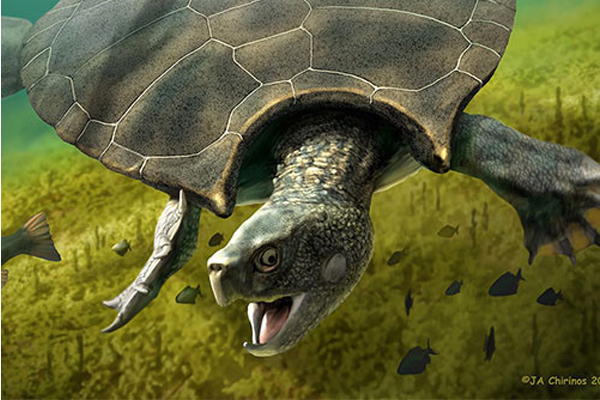 Панцирь больше человека. В Южной Америке обнаружили останки гигантской черепахи