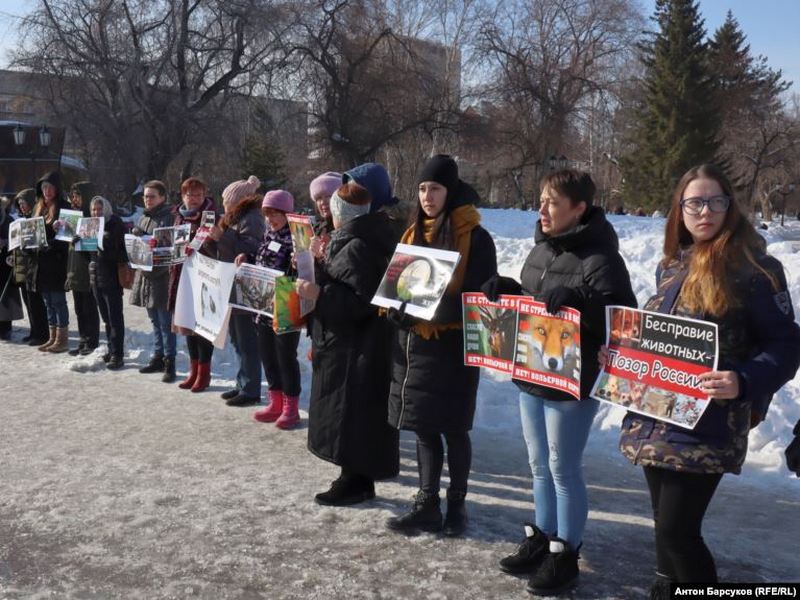 В России протестуют против закона о «вольерной охоте»