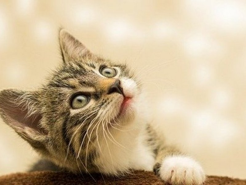 Ученые подтвердили наличие мимики у кошек и описали ее