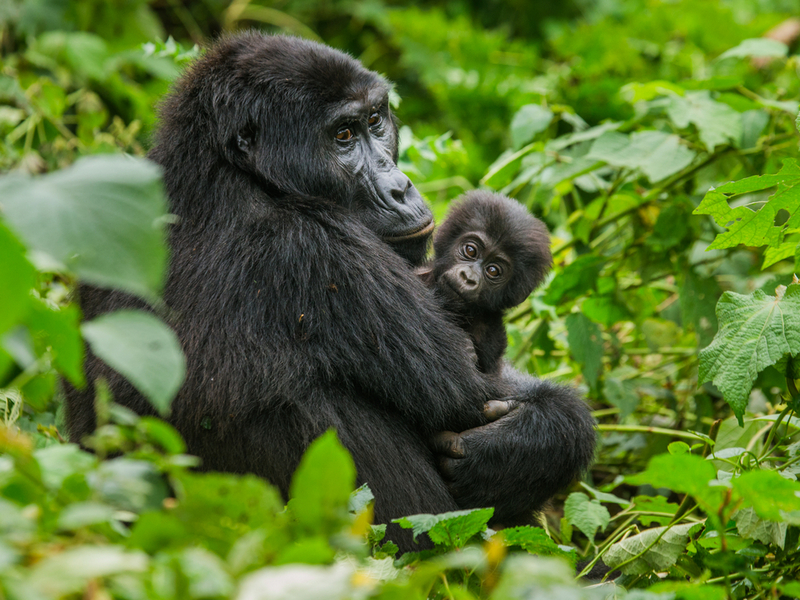 Горные гориллы тоже могут заболеть коронавирусом