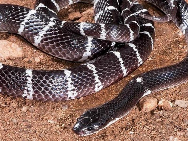 Ученые рассказали, почему змеи стали ядовитыми