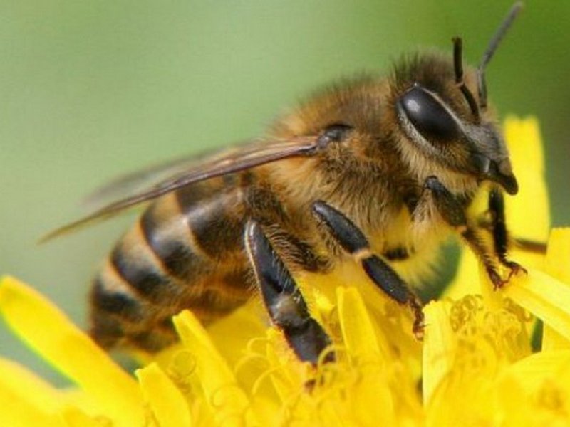 Вирус заставил пчел заражать другие колонии