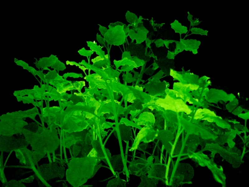 Ученые создали светящиеся растения