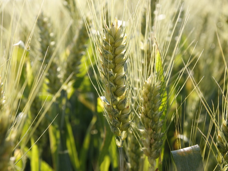 Урожай пшеницы в 2020 году в Украине может снизиться на 8%