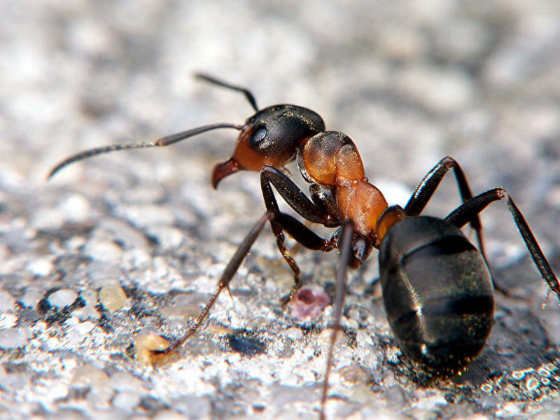 Ученые: Память лесных муравьев схожа с человеческой