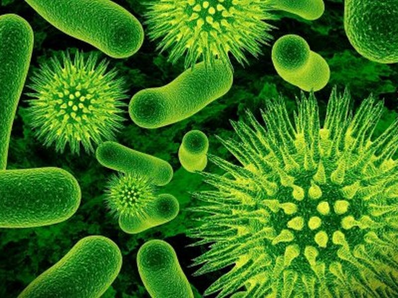 Смертельно опасные бактерии, которые всегда рядом с нами