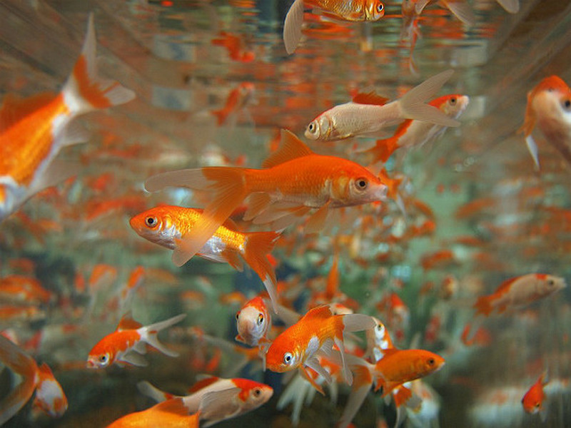 Ученые обнаружили у аквариумных рыбок способность испытывать депрессию
