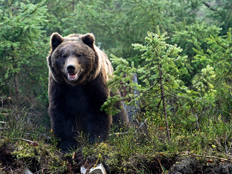 Медведь загрыз геолога на Колыме