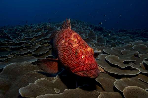 Ученые обнаружили уникальную 6-метровую рыбу