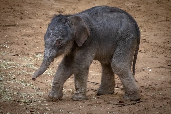 Названа предполагаемая причина загадочной гибели слонов в Африке