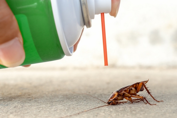 Спреи против насекомых: как избавиться от нежелательных гостей в доме