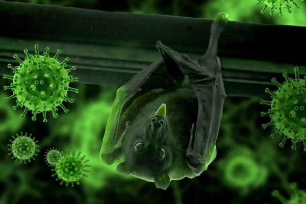 Ученые выяснили, почему вирусы не заражают летучих мышей