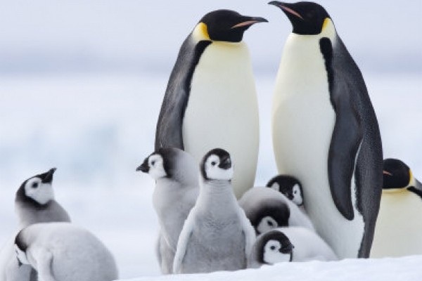 В Антарктике неожиданно размножились императорские пингвины
