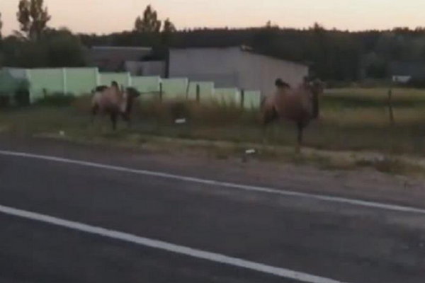 Верблюды свободно ходили по харьковской окружной дороге