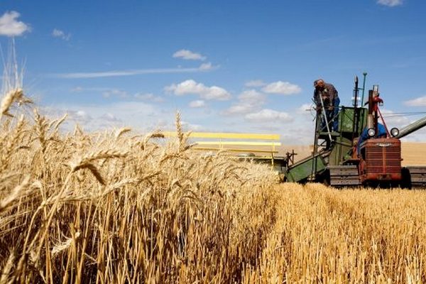 Россиян ожидает повышение цены на зерновые культуры