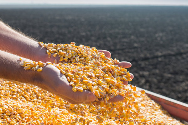 Минэкономики снизило прогноз урожая зерновых и объяснило почему